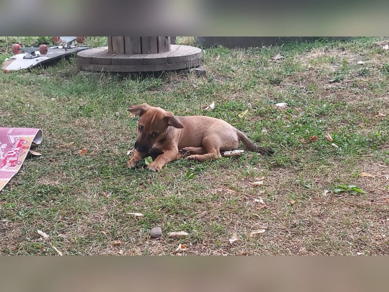 Beany - ein kleines Wunder sucht ihr Glück