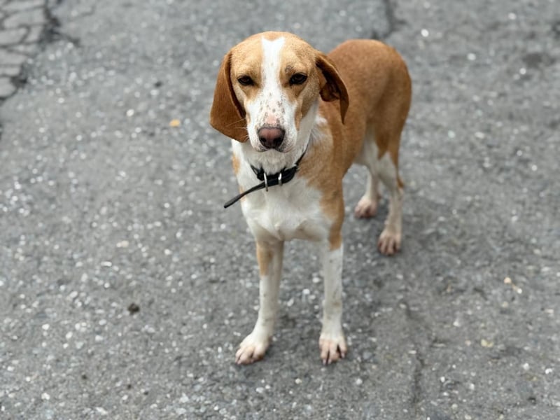 Shika – eine Seele zwischen Straße und Hoffnung