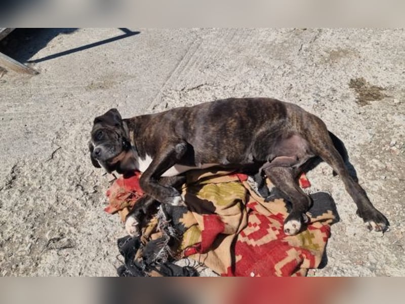 Alma – sanfte Hundeseele sucht ein liebevolles Zuhause für ihren Lebensabend