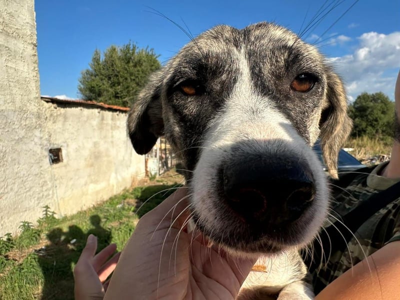 Lili sucht ihr Für-immer-Zuhause!