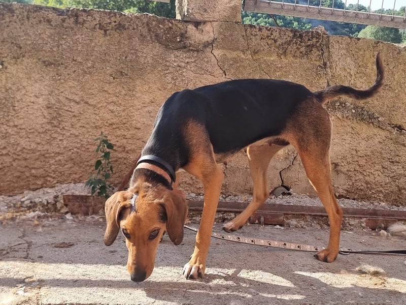 Malou - sanfte Hundedame mit viel Liebe im Gepäck!