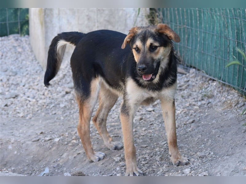 Roky - auf der Suche nach Geborgenheit