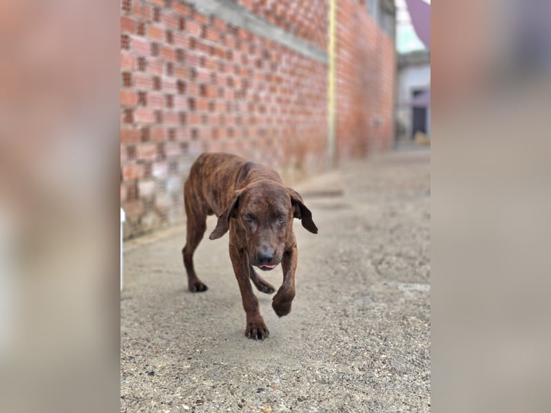 Django – vom Straßenhund zum Hoffnungsträger