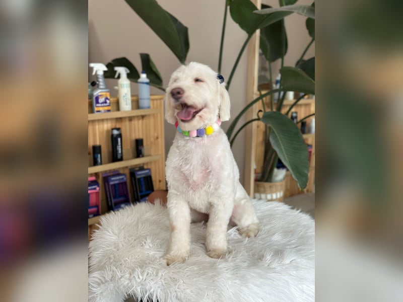 Dobby - ein Hundeherz voller Liebe sucht DICH