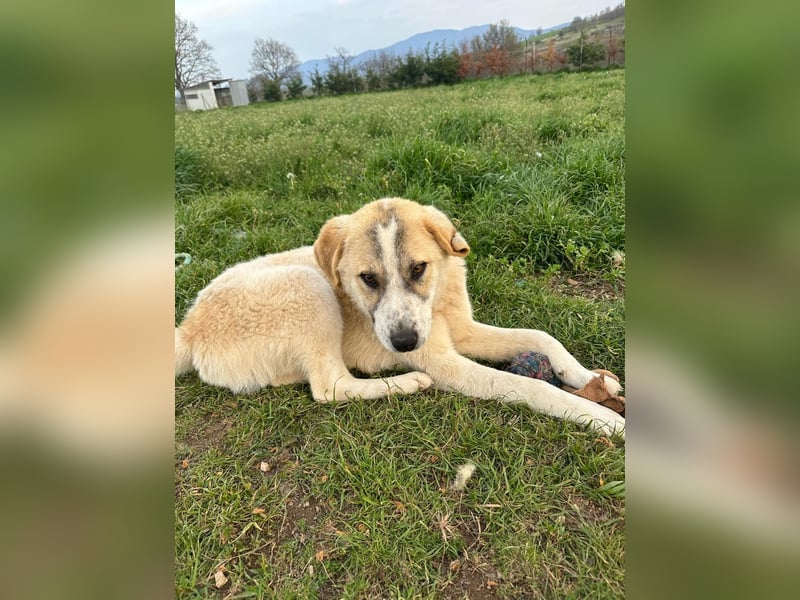 Justin - Ein junger Rüde auf der Suche nach seiner Familie