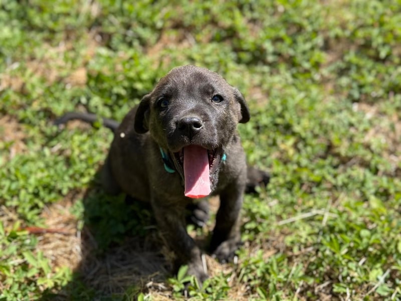 Zuckersüßer Riley sucht Familienanschluss.