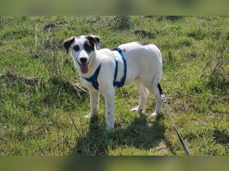 Charlie - ein Goldstück sucht seine Menschen