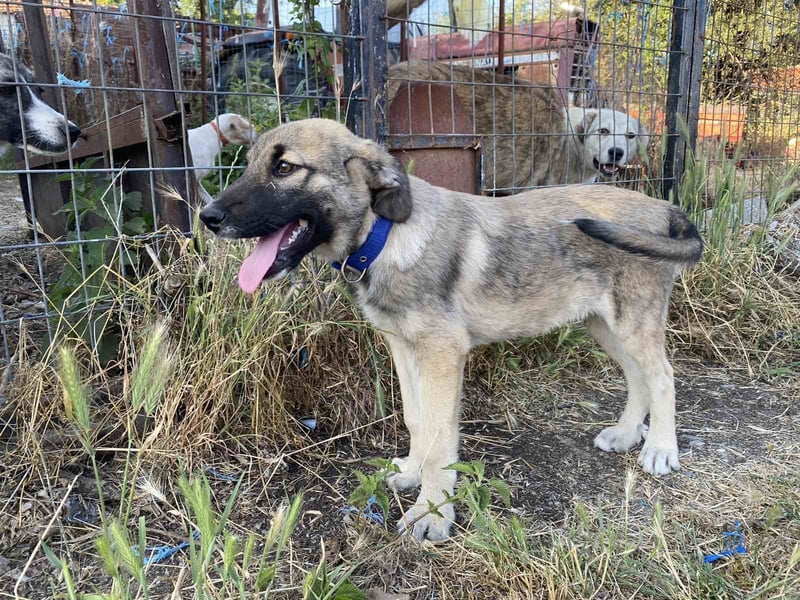 Schaut euch unseren lieben Schatz Bobos an!