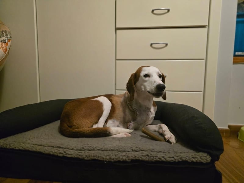 Arni - unser tapferer Kämpfer sucht sein großes Glück