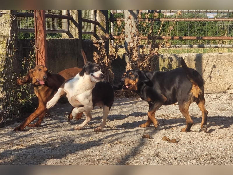 Kuschelprofi mit Abenteuerlust - das ist Jack!