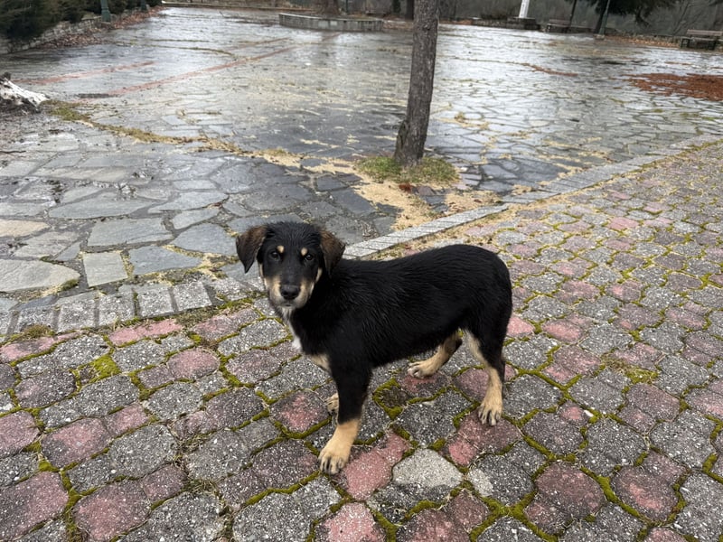 River sucht sein Für-Immer-Körbchen