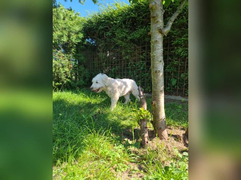 Dobby – sucht Menschen mit Hundeerfahrung und einem großen Herzen