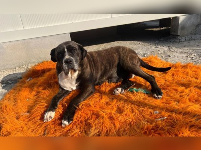 Alma – sanfte Hundeseele sucht ein liebevolles Zuhause für ihren Lebensabend