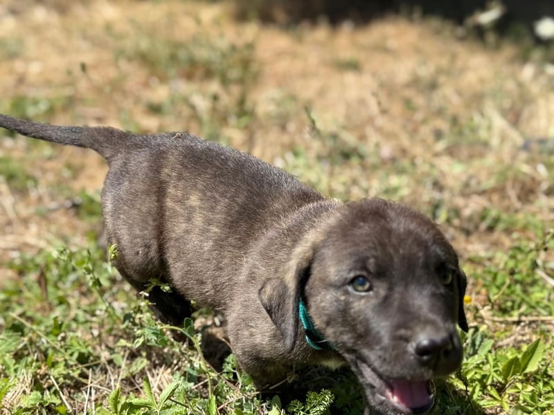 Zuckersüßer Riley sucht Familienanschluss.