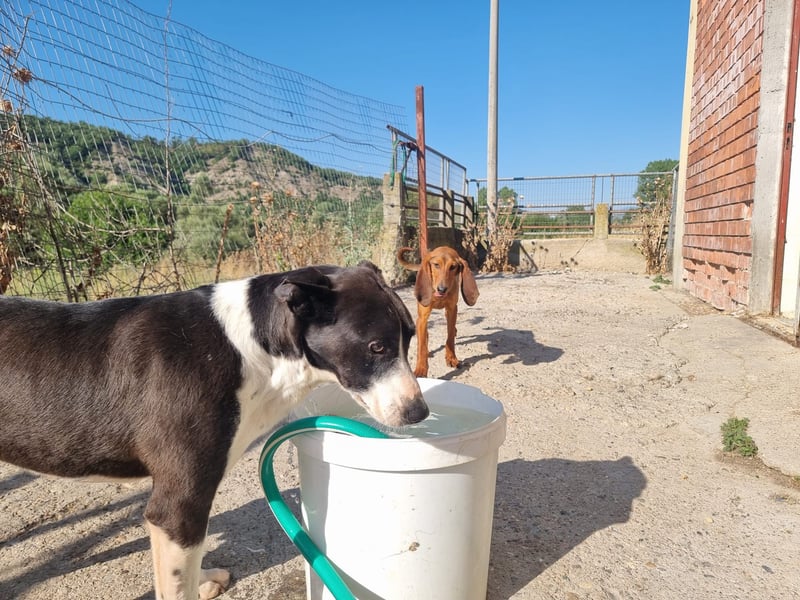 Kuschelprofi mit Abenteuerlust - das ist Jack!