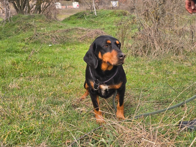 Lisa - liebe kleine Jagdhunddame sucht Dich