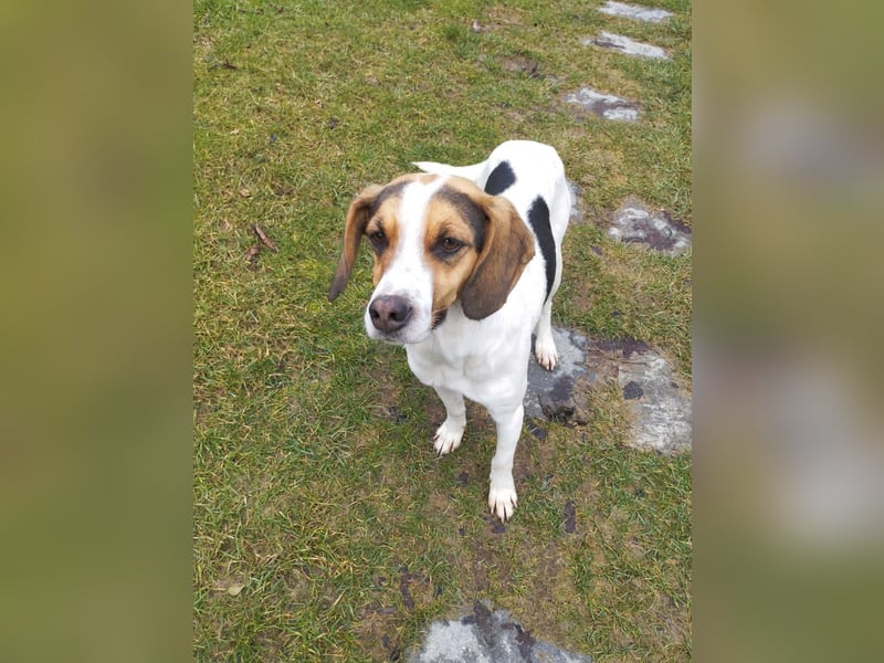 Ellie – die sanfte Hündin aus dem Tierschutz sucht ihr Zuhause