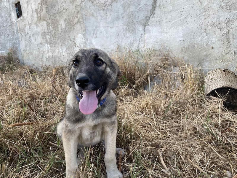 Bobos - ein lieber Schatz
