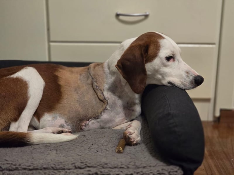 Arni - unser tapferer Kämpfer sucht sein großes Glück