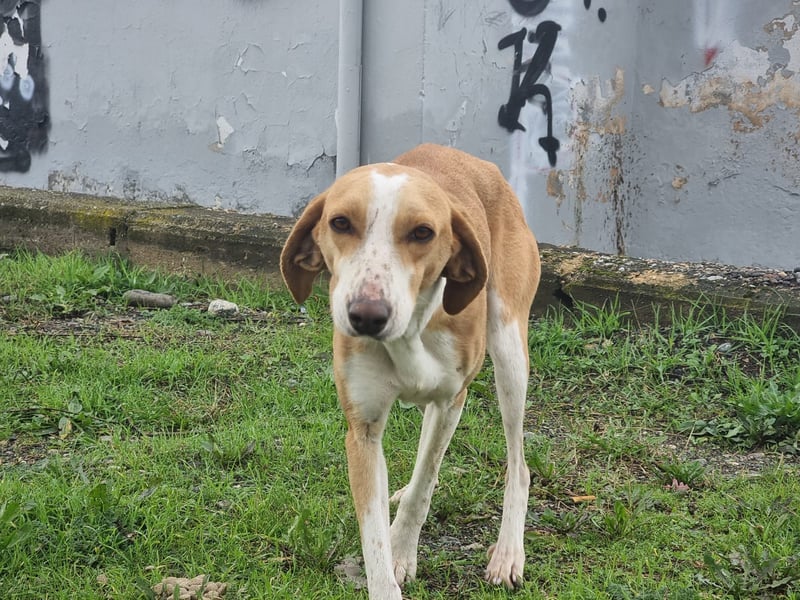 Shika – eine Seele zwischen Straße und Hoffnung