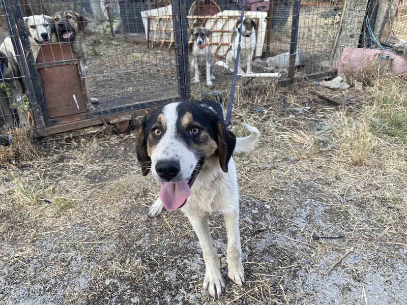 Rea – Fröhliches Hundemädchen sucht ein liebevolles Zuhause!