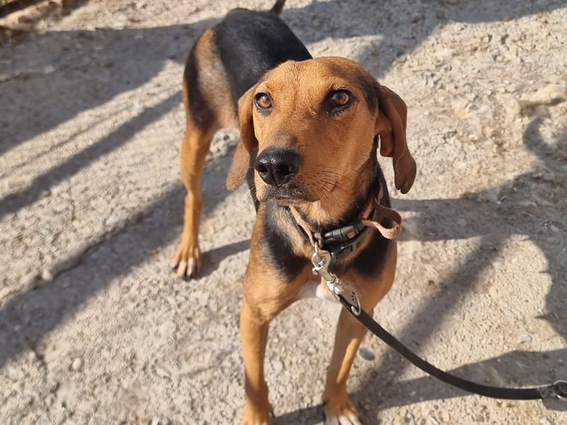 Malou - sanfte Hundedame mit viel Liebe im Gepäck!