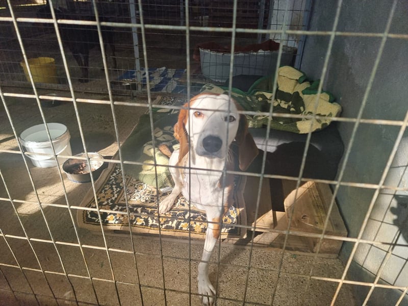 Arni - unser tapferer Kämpfer sucht sein großes Glück