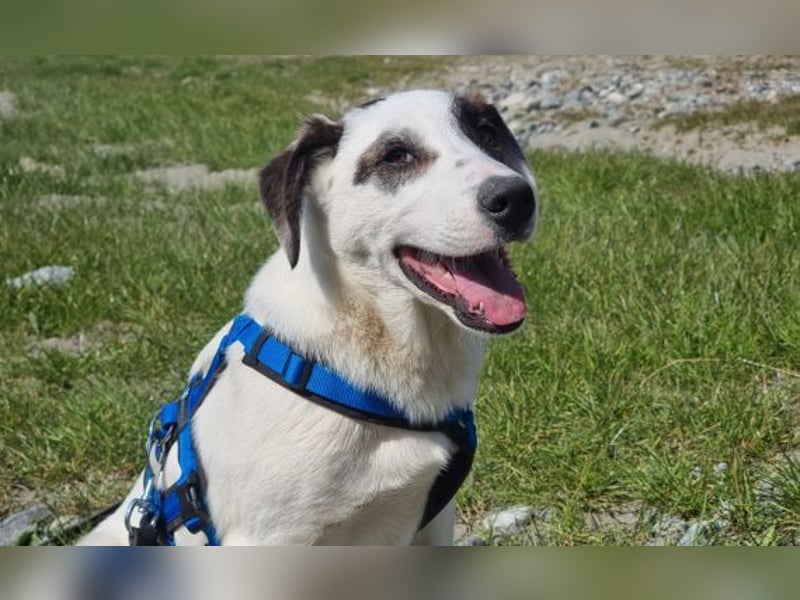 Charlie - ein Goldstück sucht seine Menschen