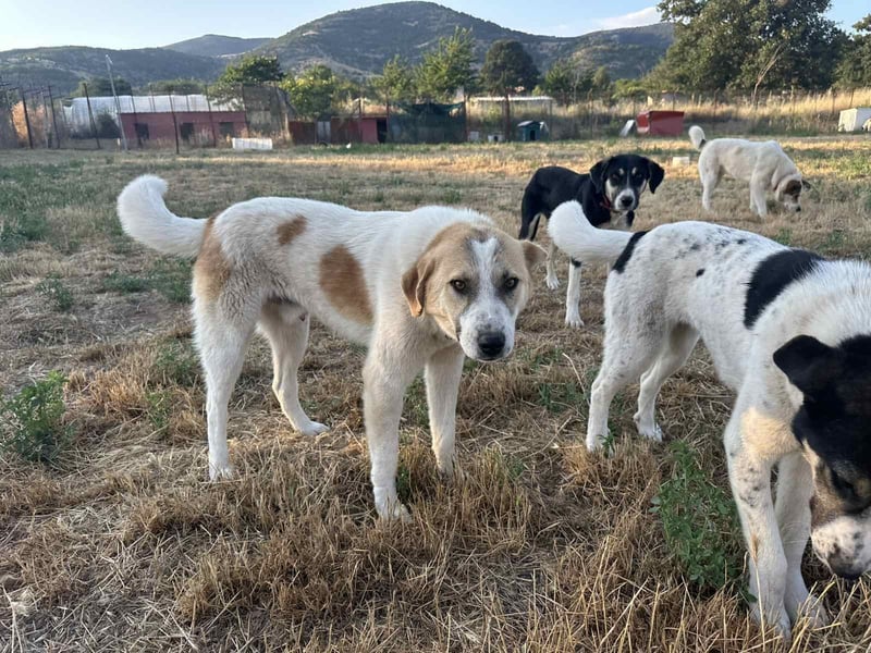 Justin - Ein junger Rüde auf der Suche nach seiner Familie