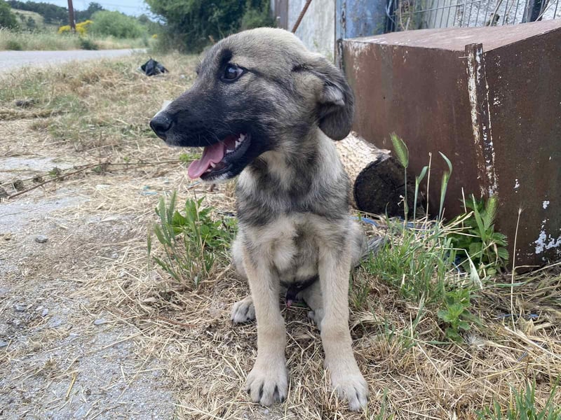 Bobos - ein lieber Schatz