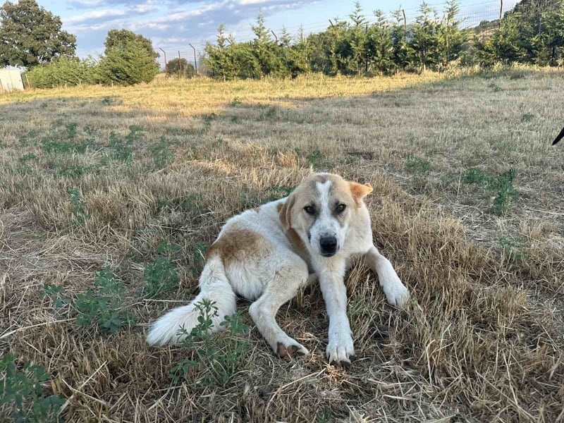 Justin - Ein junger Rüde auf der Suche nach seiner Familie
