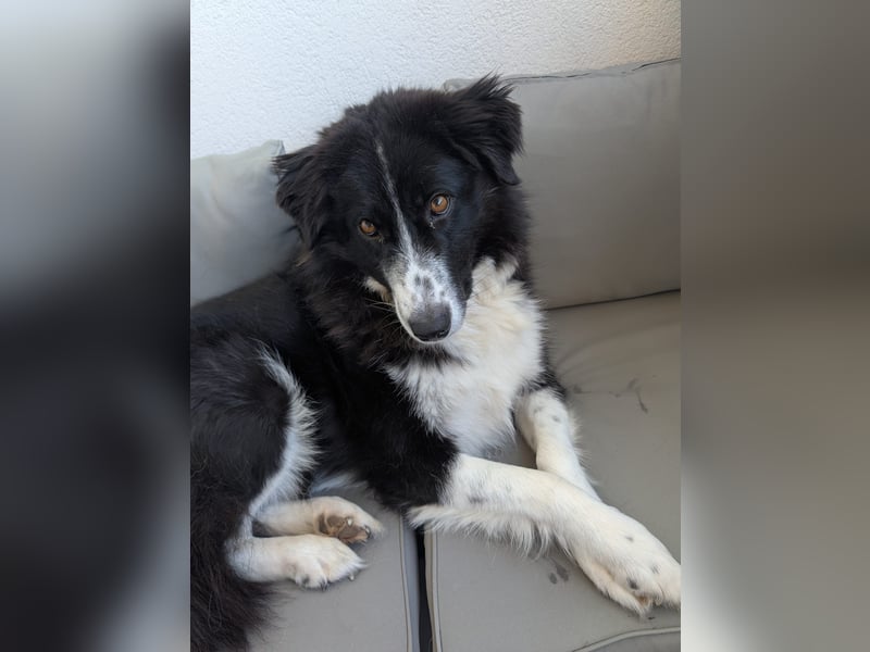 Greta sucht ihr neues Für Immer Zuhause