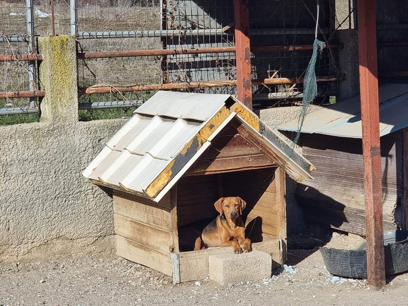Bambi wartet auf sein Glück