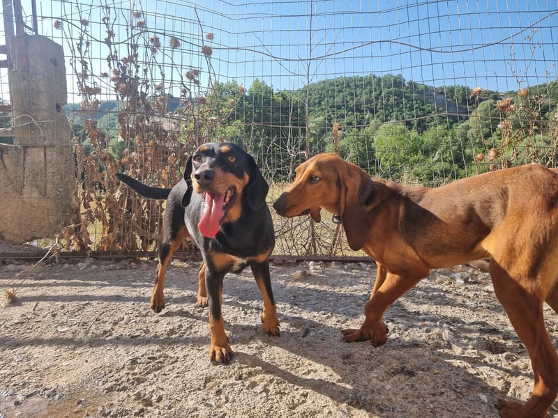 Lisa - liebe kleine Jagdhunddame sucht Dich