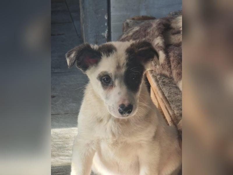 Charlie - ein Goldstück sucht seine Menschen