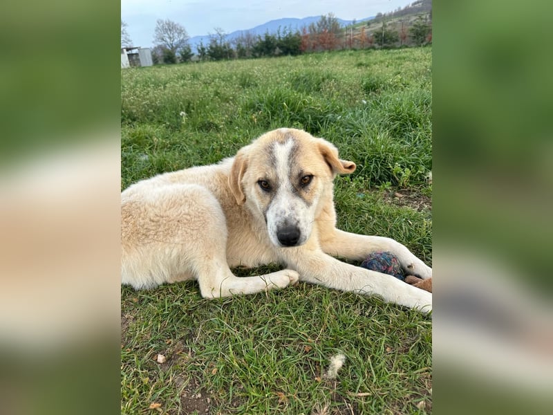 Justin - Ein junger Rüde auf der Suche nach seiner Familie