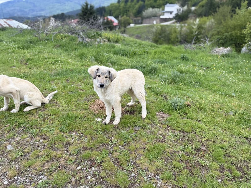 Forest sucht seinen Menschen