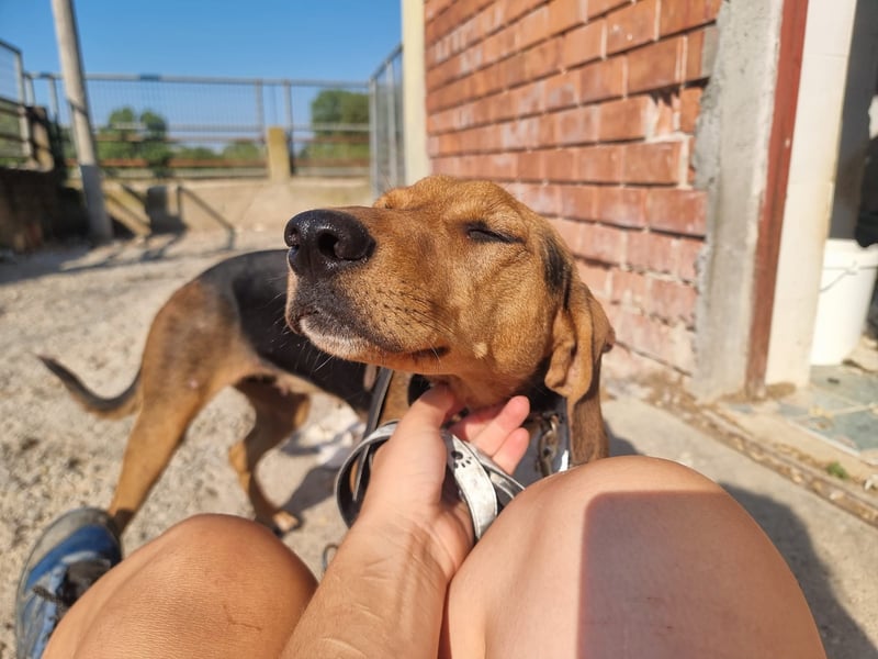 Malou - sanfte Hundedame mit viel Liebe im Gepäck!