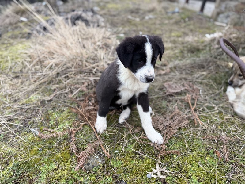 Meadow - wünscht sich eine Familie