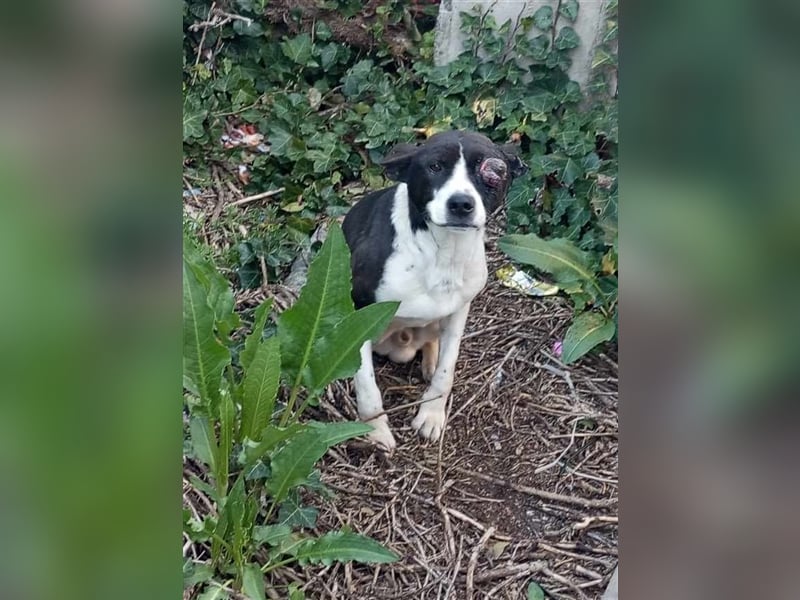 Jack - Lebensfreude pur trotz Handicap