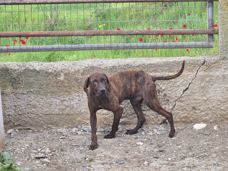 Django – vom Straßenhund zum Hoffnungsträger