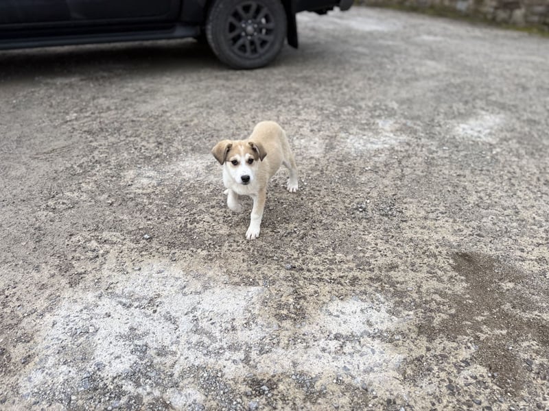 Misty - eine kleine Frohnatur