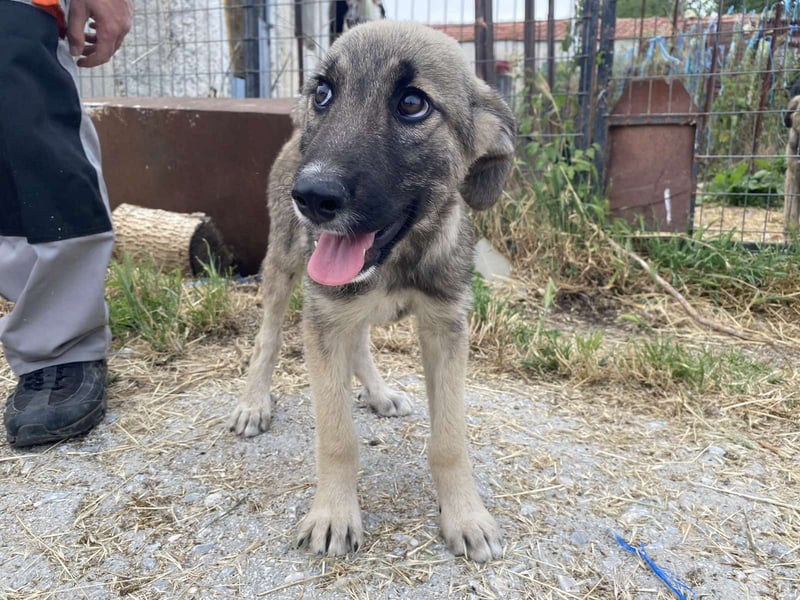 Bobos - ein lieber Schatz