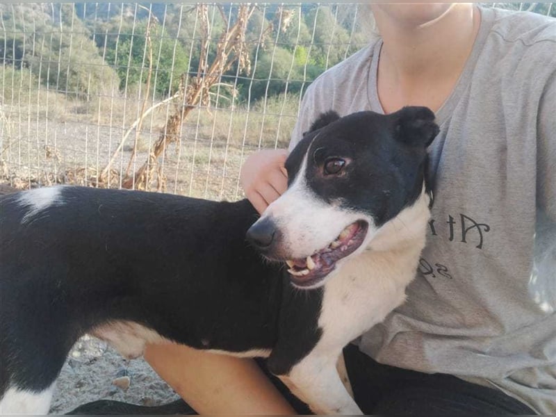 Jack - Lebensfreude pur trotz Handicap