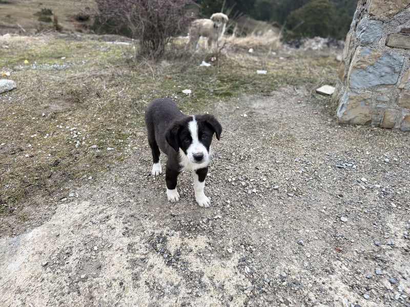 Meadow - wünscht sich eine Familie