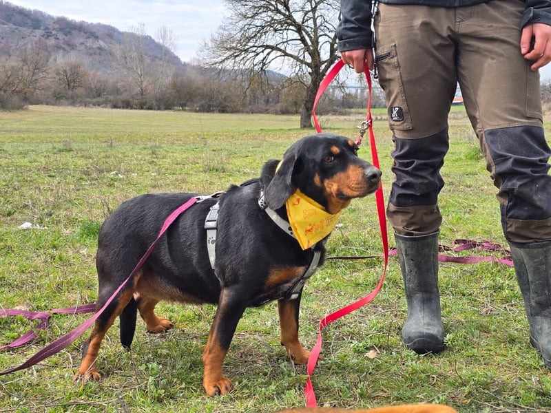 Lisa – wilde Wurzeln, weiches Herz