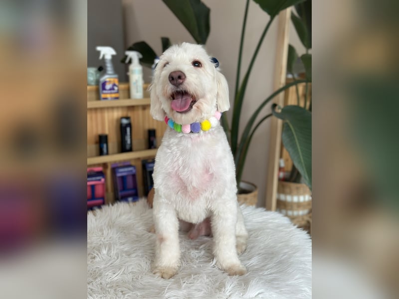 Dobby - ein Hundeherz voller Liebe sucht DICH