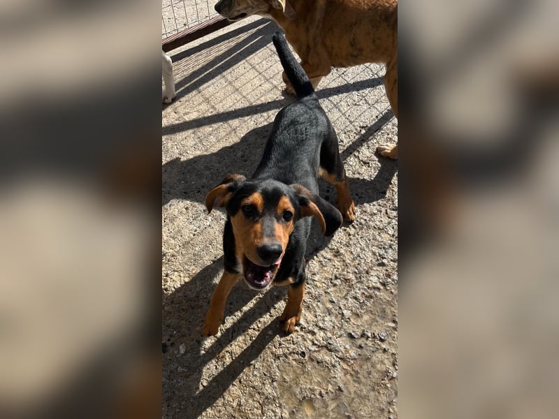Cora - eine fröhliche Labrador-Seele auf der Suche nach ihrem Zuhause