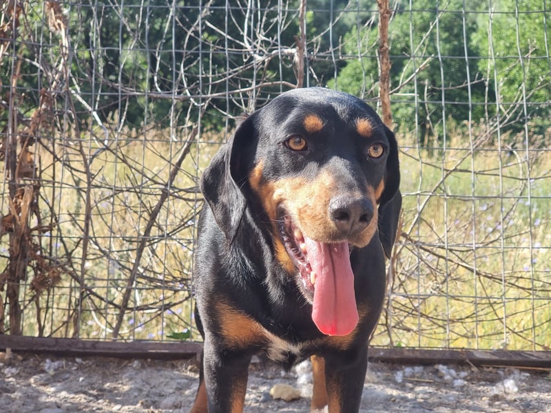 Lisa - liebe kleine Jagdhunddame sucht Dich