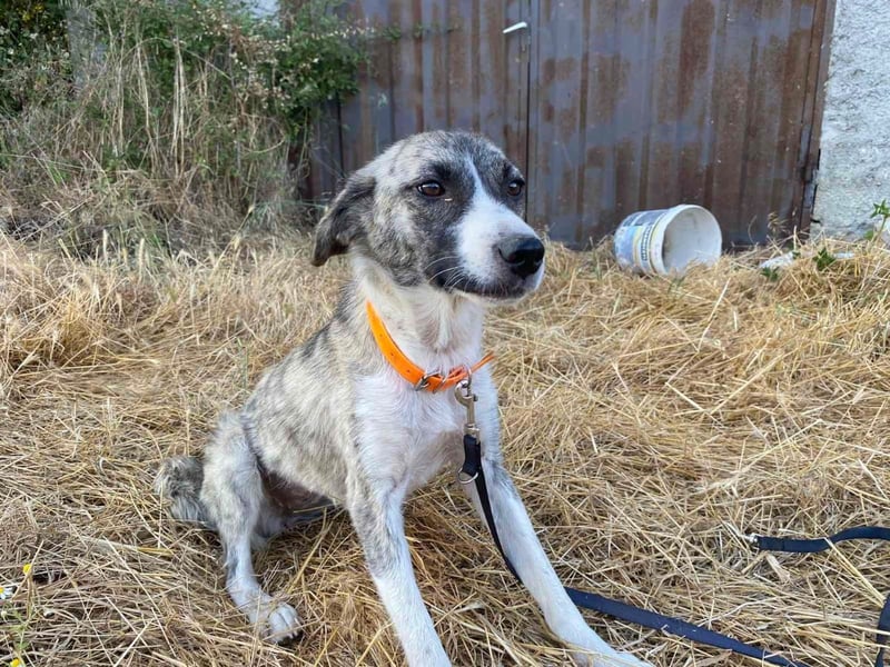 Lili sucht ihr Für-immer-Zuhause!